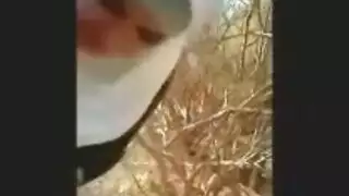 الجمال المحجوب يعطي مصة قوية لفحل عربي